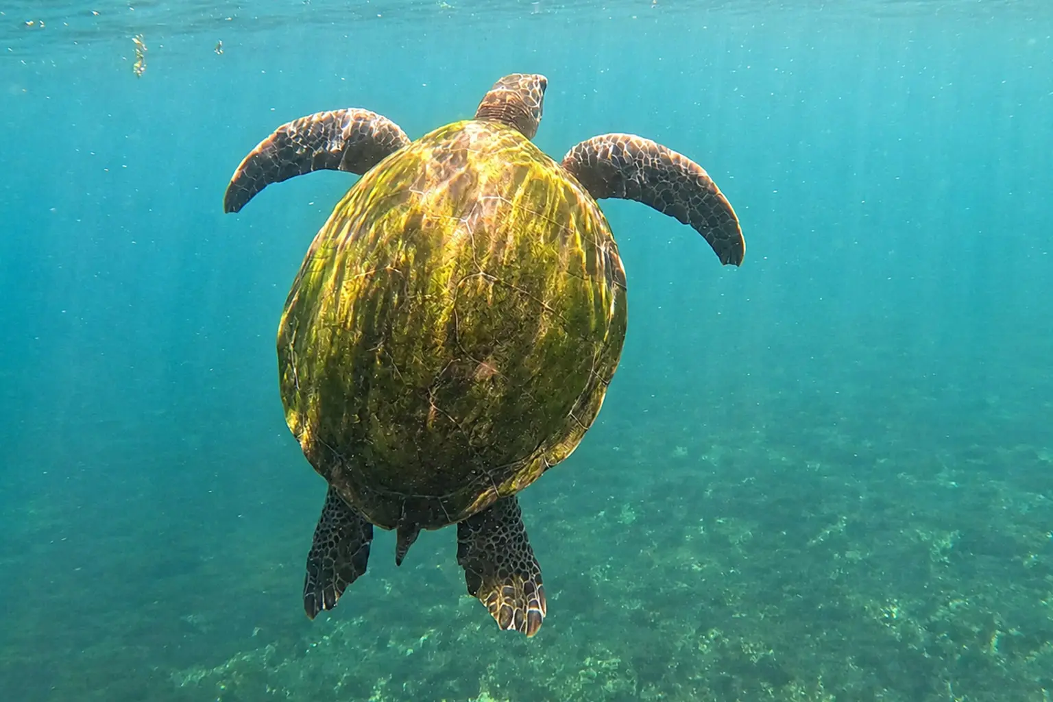 Tartaruga marinha nadando nas águas transparentes de Fernando de Noronha